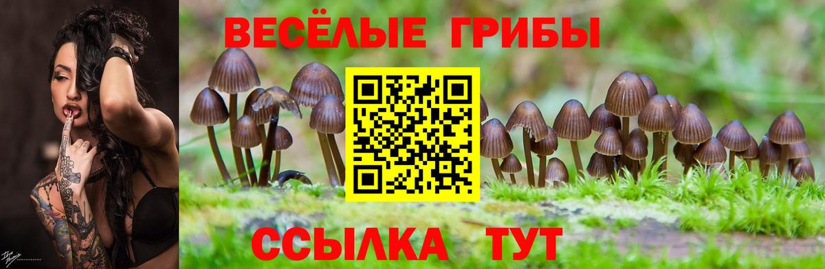 Псилоцибиновые грибы Psilocybe Бугуруслан